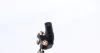 Датчик положення колінвалу Audi A3/TT/VW Beetle/Jetta III-IV/New Beetle 2.5 05- 114 899 0006 MEYLE 114-899-0006 (фото 3)